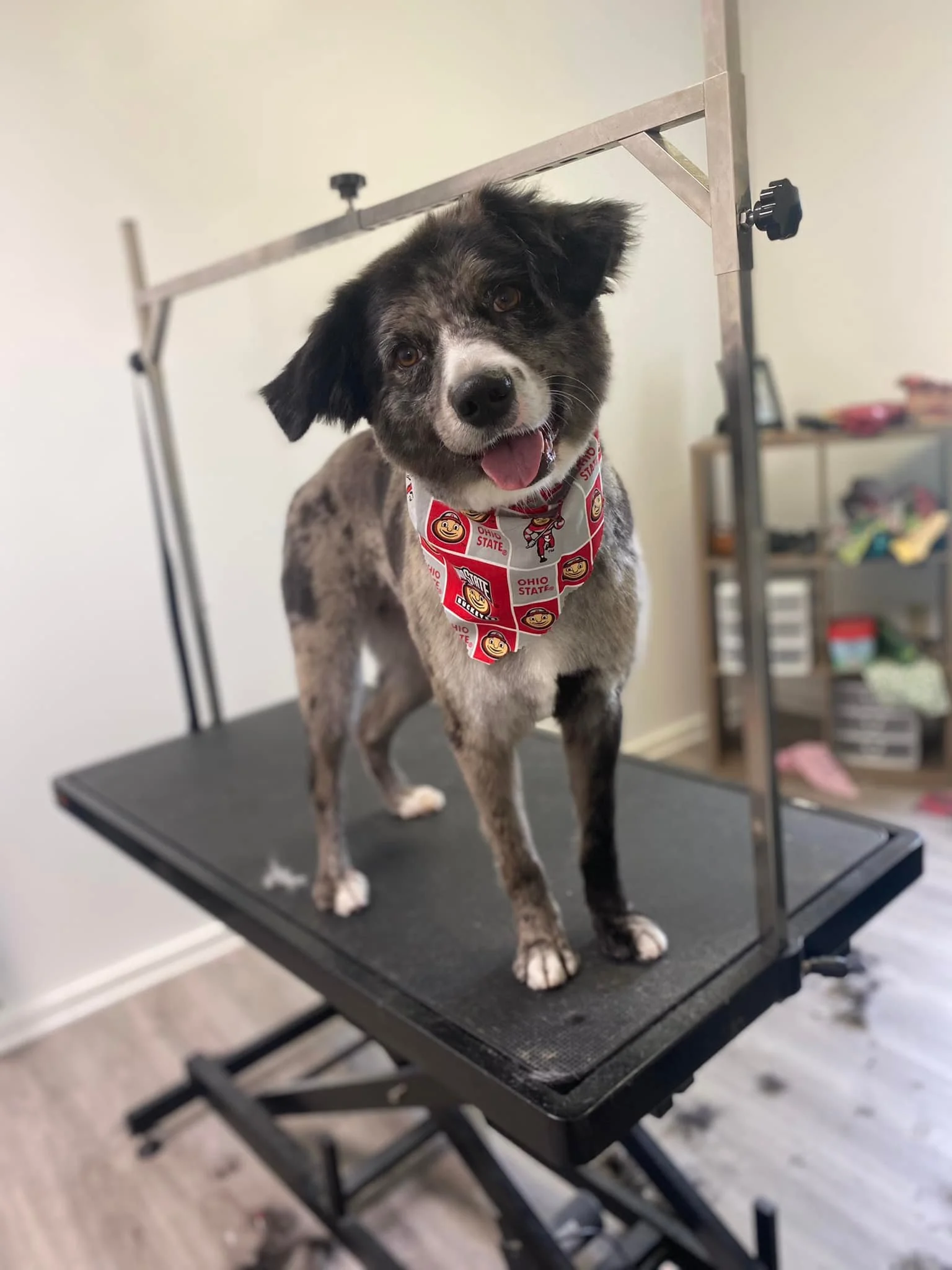 Australian Shepherd grooming result